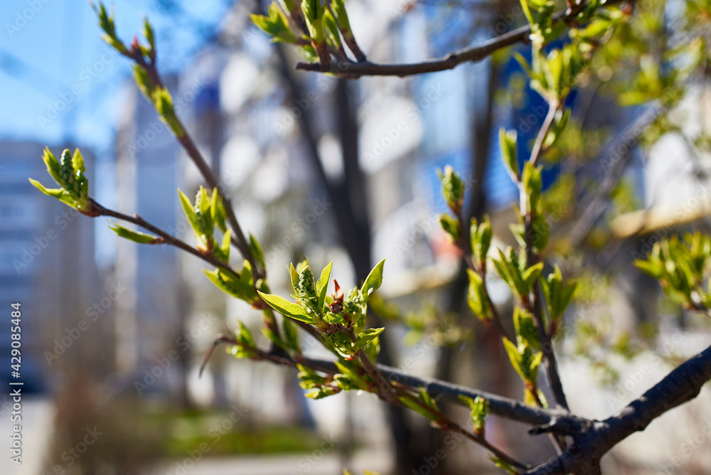 The budding buds of the tree. New green leaves. The awakening of life in the spring. The budding buds of the tree. New green leaves. The awakening of life in the spring.