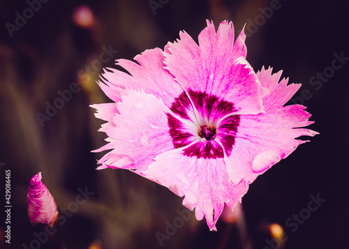 One nice wild pink and red dianthus seguieri, also known as Sequier's Pink, in spring day photo