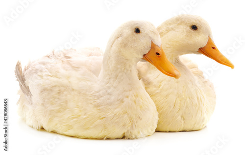Two white ducks.