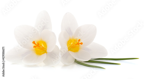 Two white crocuses and leaves.