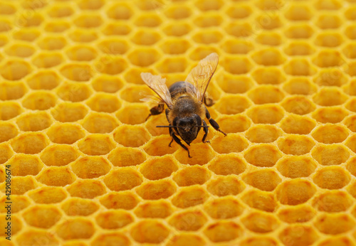 One little bee on yellow honeycombs.