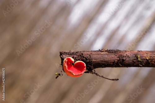 Natural heart. Sarcoscypha austriaca or Scarlet elfcup in heart shape. Copy space. photo