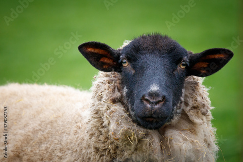 Sheep Looking at the Camera