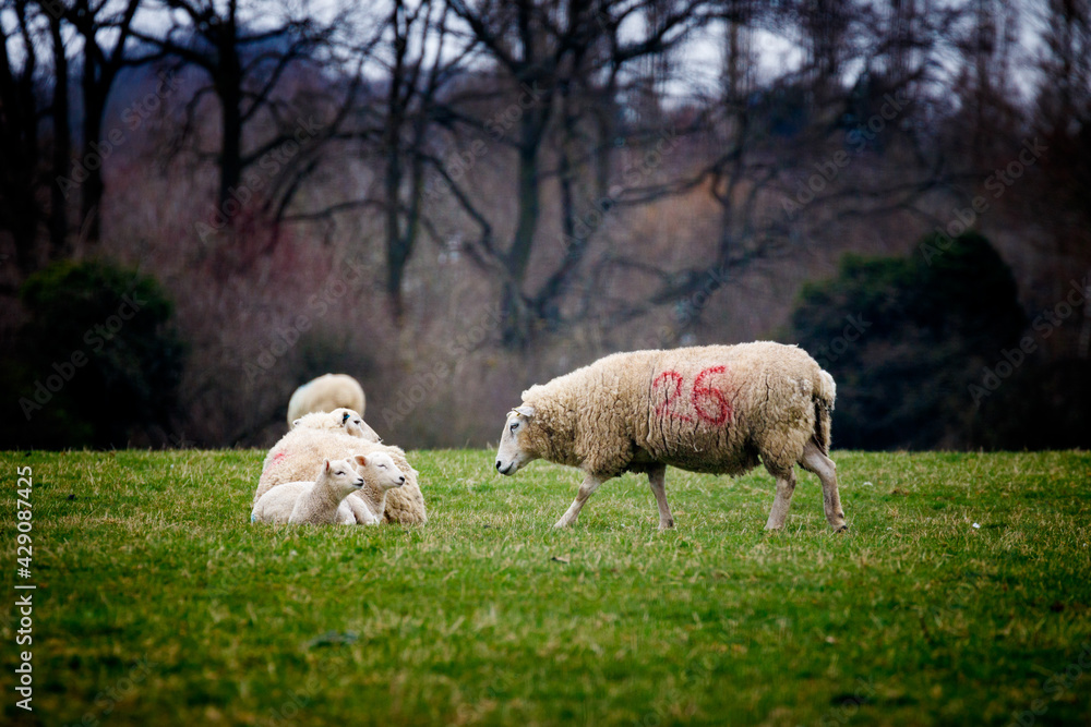 Obraz premium Older Sheep Approaches Spring Lambs