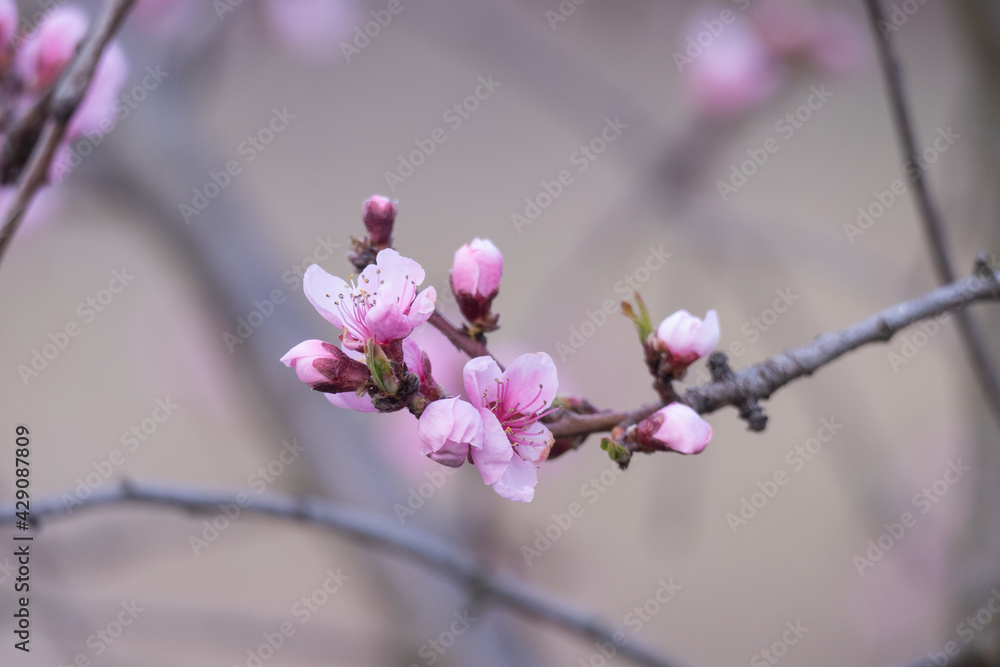 Fruit tree flower in the forest during April Fruit tree flower in the forest during April