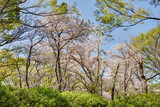 長居植物園の桜