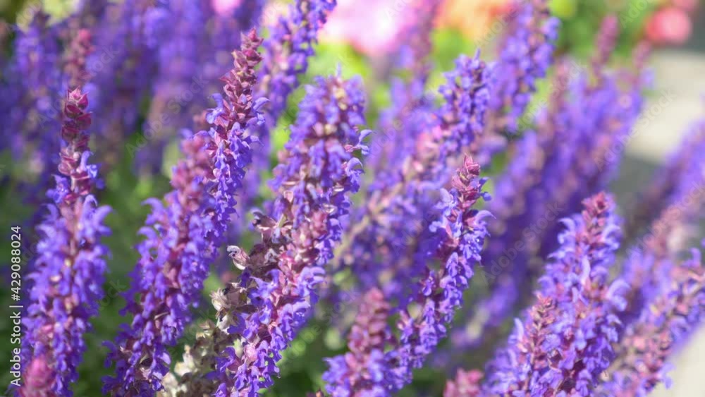 Violet flowers in the garden in 4k slow motion 60fps Violet flowers in the garden in 4k slow motion 60fps
