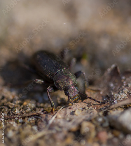 Black beetle macro on brown leaves