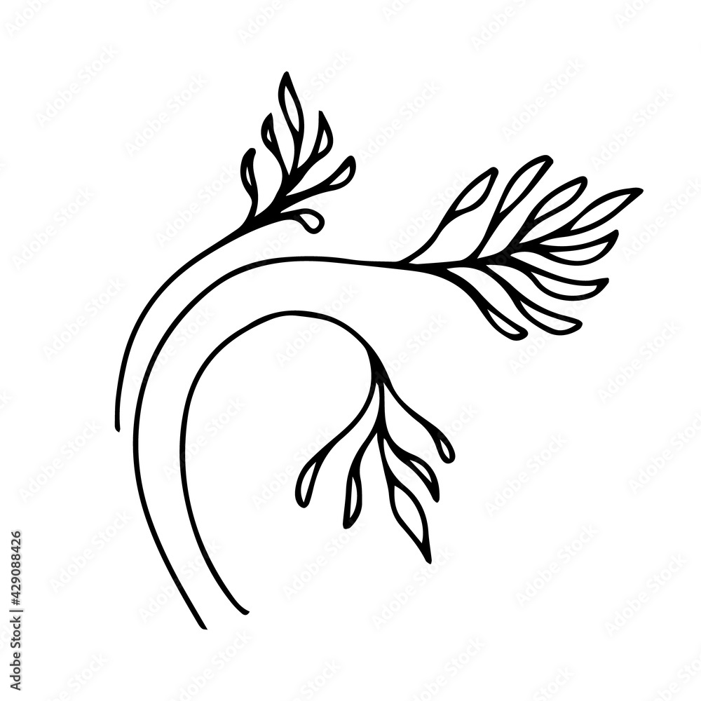 Hand drawn three curved beautiful sprouts. Doodle illustration of herbs on a white background can be used for stickers on kitchen containers, logos, textiles, posters