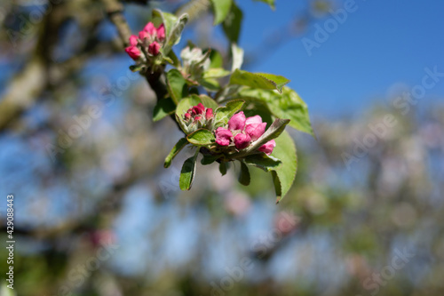 Apple blossom