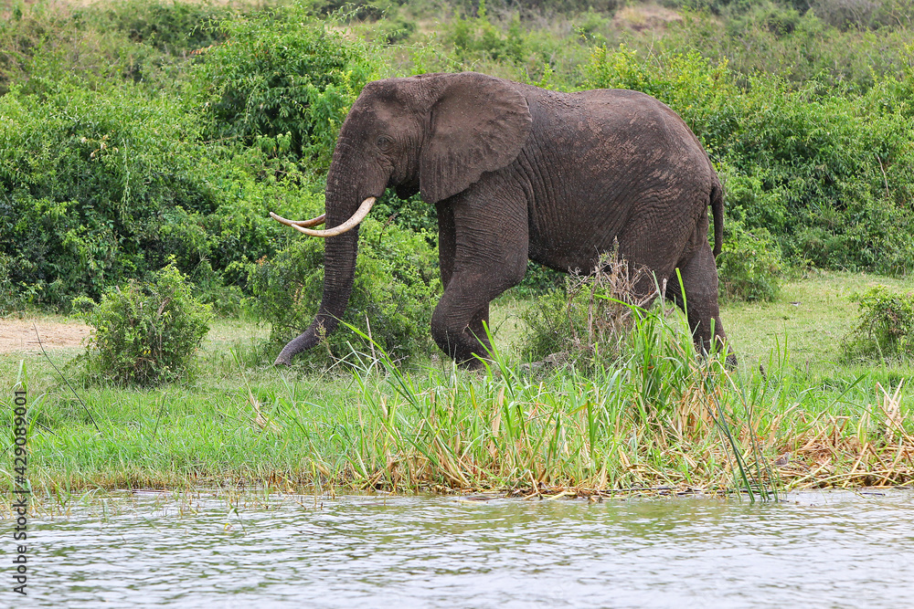 elephant africain (loxodonta africana) elephant africain (loxodonta africana)