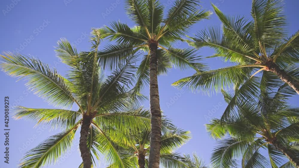The leaves of a coconut tree sway in the wind against a blue sky. Bright sunny day on the beach of Waikiki, Oahu Hawaii. The leaves of a coconut tree sway in the wind against a blue sky. Bright sunny day on the beach of Waikiki, Oahu Hawaii.