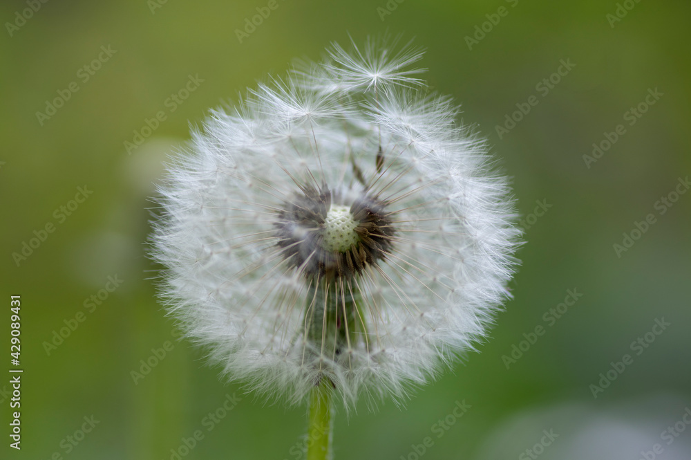 Common dandelion Taraxacum officinale faded flowers looks like snow ball, ripe cypselae fruits Common dandelion Taraxacum officinale faded flowers looks like snow ball, ripe cypselae fruits