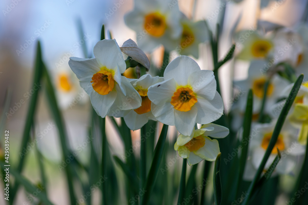Narcissus tazetta paperwhite bunch flowered daffodil in bloom, early spring flowering white yellow plant Narcissus tazetta paperwhite bunch flowered daffodil in bloom, early spring flowering white yellow plant
