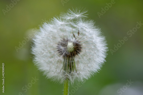 Common dandelion Taraxacum officinale faded flowers looks like snow ball  ripe cypselae fruits