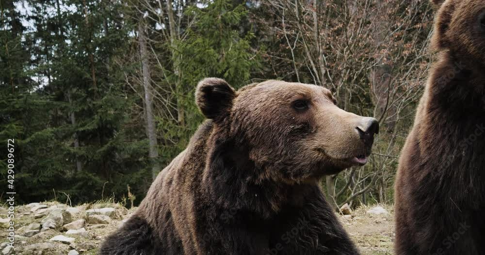 Close-up Portrait of Carpathian Brown Bear in Wild Nature. Dangerous Power fool Animals in Forest, Wildlife of Bears, Flora, and Fauna, living in wild free Habitat. Nature. Landscape. Wood. Close-up Portrait of Carpathian Brown Bear in Wild Nature. Dangerous Power fool Animals in Forest, Wildlife of Bears, Flora, and Fauna, living in wild free Habitat. Nature. Landscape. Wood.