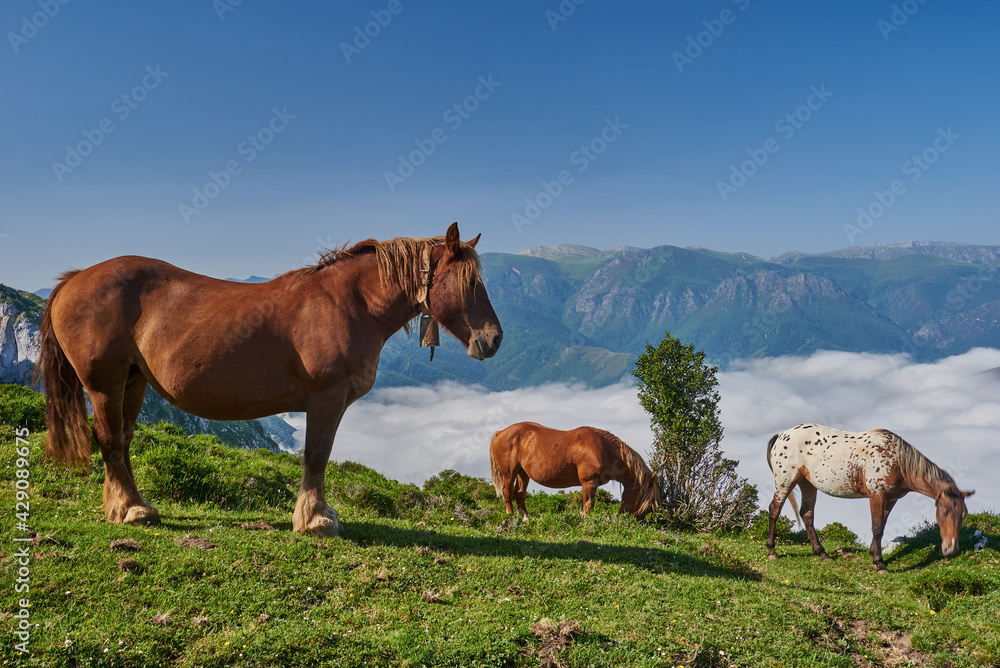 Horses grazing in Peña Sobia de Teberga (Teverga) in Asturias, with a sea of clouds in the background.