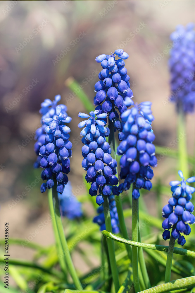Blooming spring garden. Fresh blue wild hyacinths Blooming spring garden. Fresh blue wild hyacinths