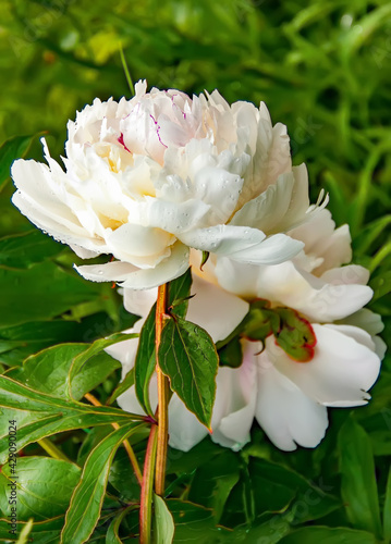 White peony in water drops after rain.