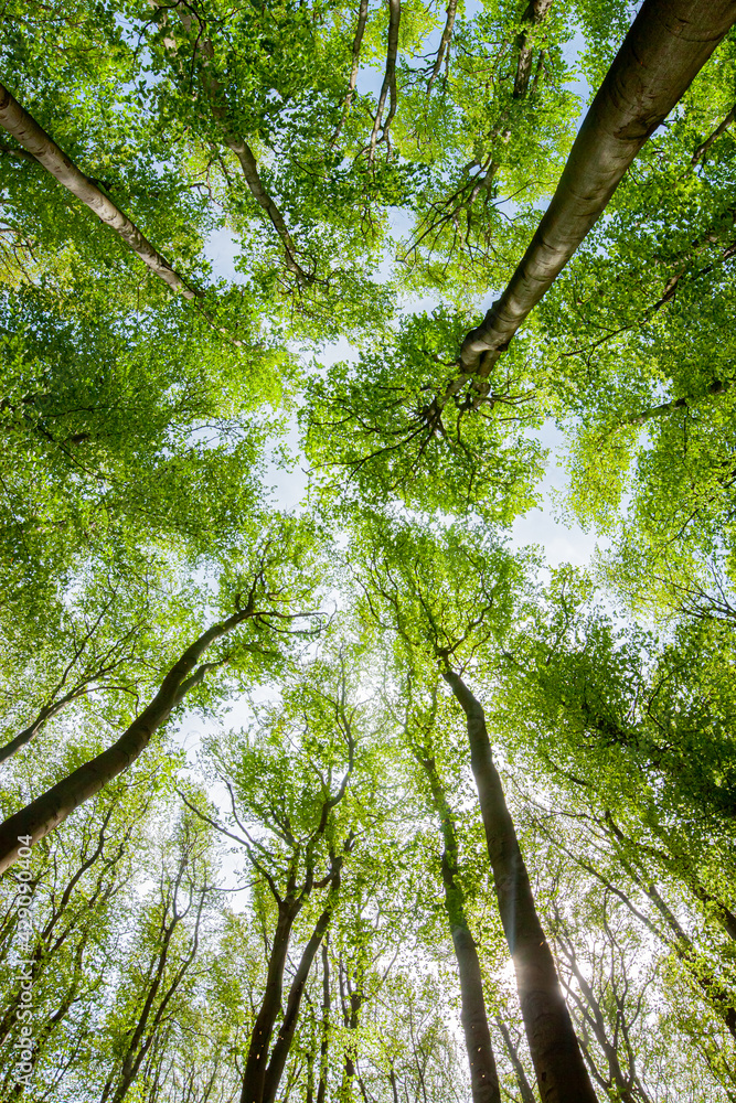 Naklejka premium Spring beech. Tree trunks. Fagus sylvatica.