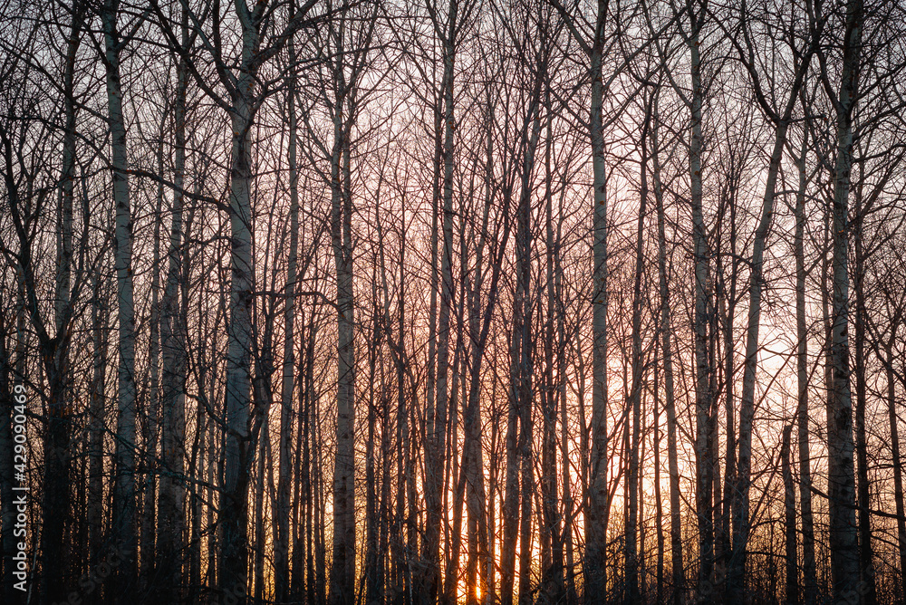 Sunset among the trees of the forest. Sunset among the trees of the forest.