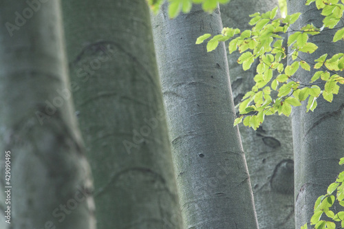 Cuadro en lienzo Spring beech. Tree trunks. Fagus sylvatica.
