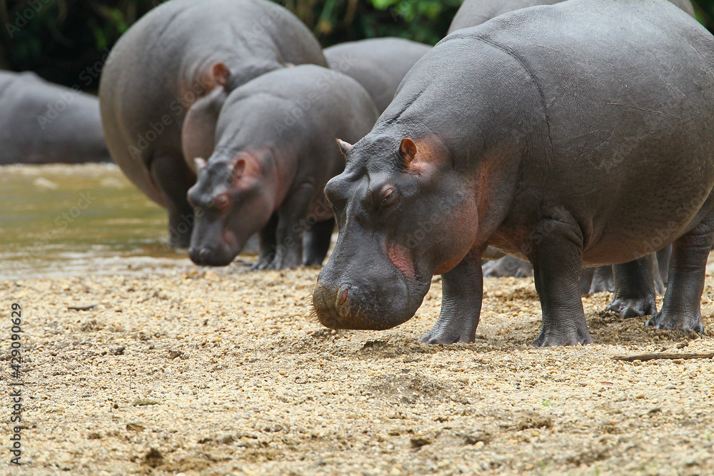Hippopotame (hippopotamus amphibius)- Hippopotamus Africa Hippopotame (hippopotamus amphibius)- Hippopotamus Africa