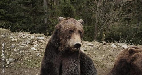 Wallpaper Mural Close-up Portrait of Carpathian Brown Bear in Wild Nature. Dangerous Power fool Animals in Forest, Wildlife of Bears, Flora, and Fauna, living in wild free Habitat. Nature. Landscape. Wood. Torontodigital.ca