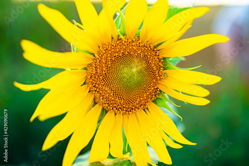 beautiful big yellow sunflower rose on a sunny field