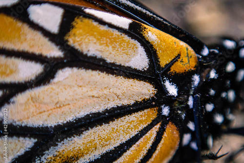 close up macro of a butterfly