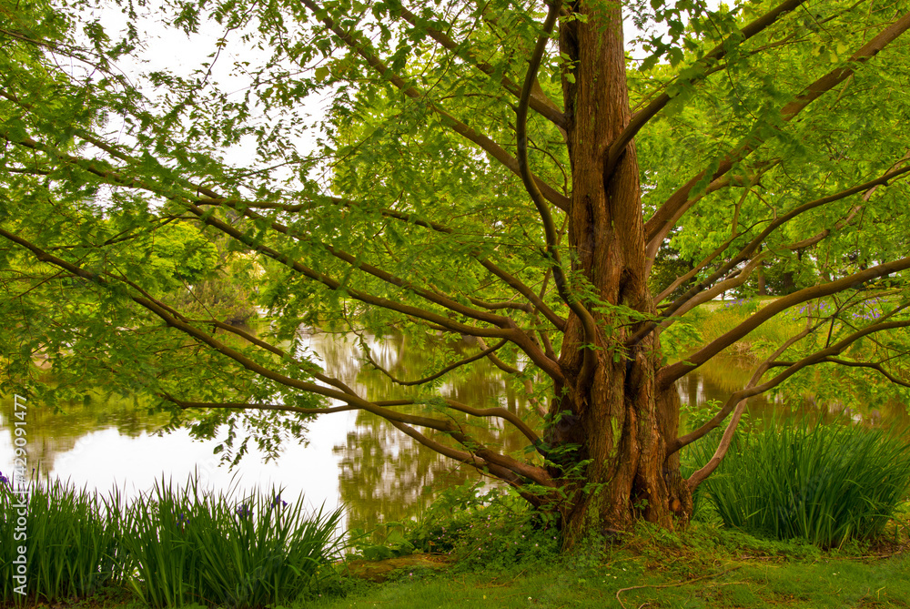 Fototapeta premium green grass, a big tree and pond