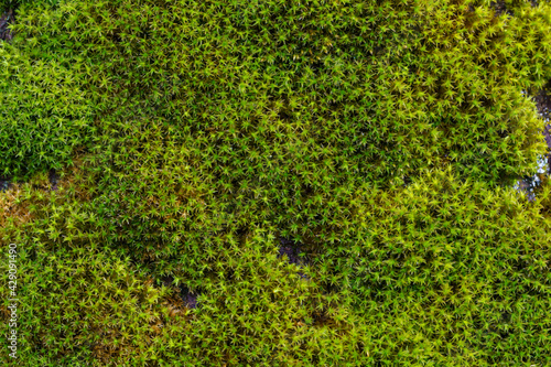 Green moss in the forest, moss closeup. Beautiful