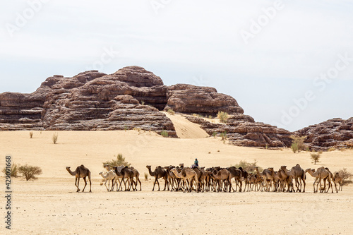 View of a camel caravan in the sahara desert from inside a car  Chad