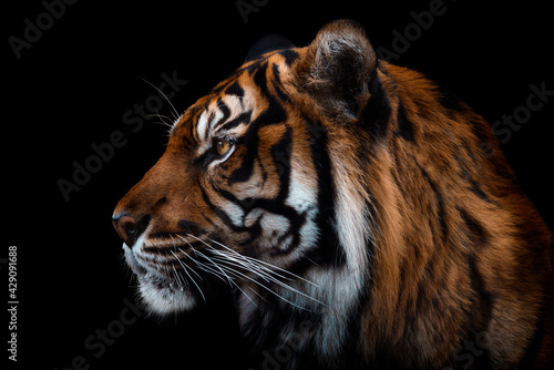 Front view of Sumatran tiger isolated on black background. Portrait of Sumatran tiger (Panthera tigris sumatrae) photo