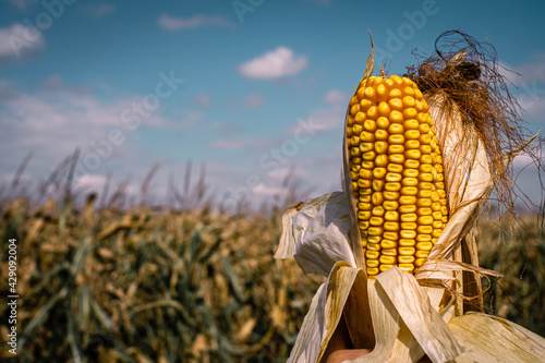 corn harvest in sown field