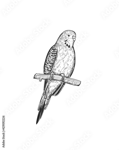 Sketch Budgerigar parrot vector illustration. Budgie parrot exotic bird engraving art design. 