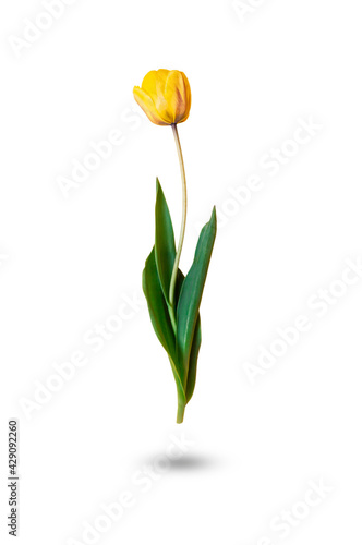 Yellow tulip isolated on white background