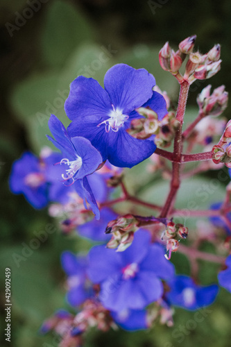 blue and purple flowers