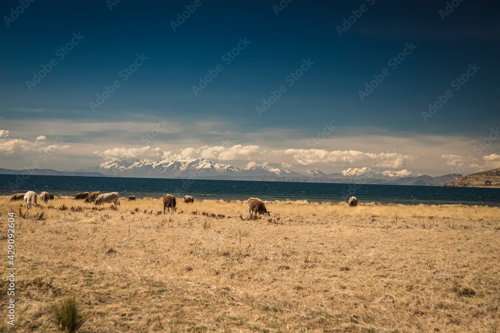 lake Titicaca, Puno - Peru