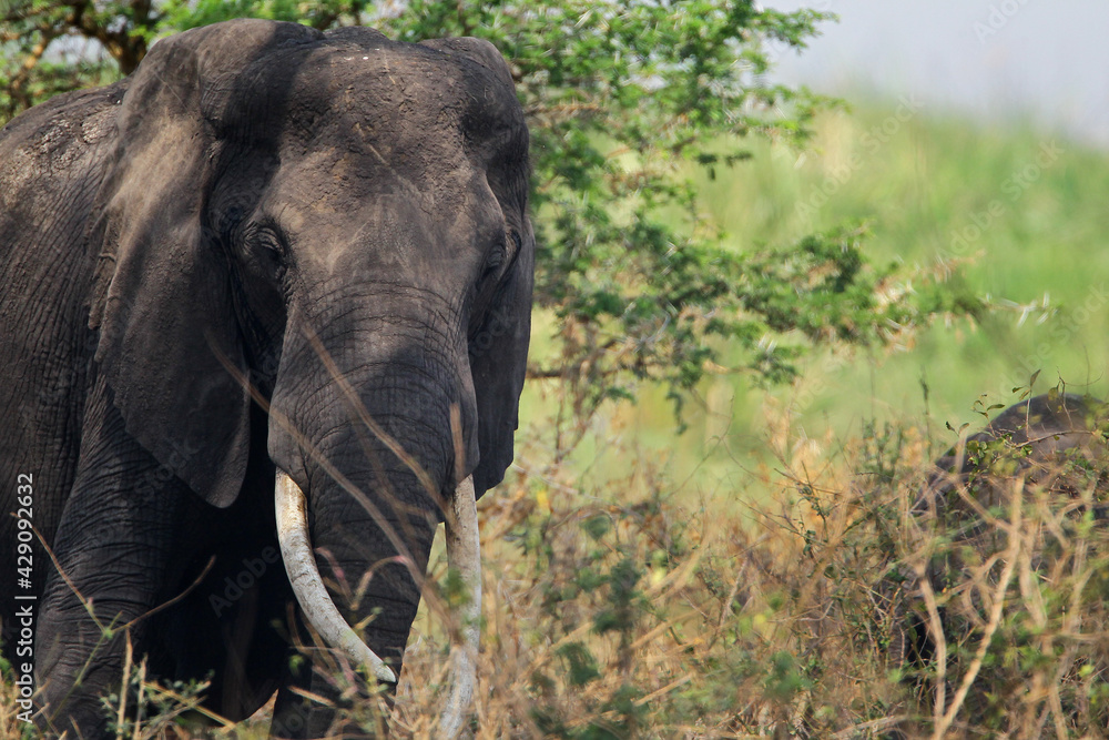Fototapeta premium elephant africain (loxodonta africana)
