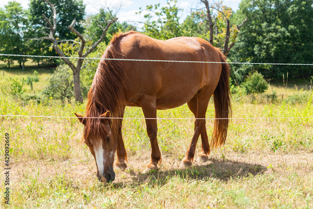 Fototapeta premium tier