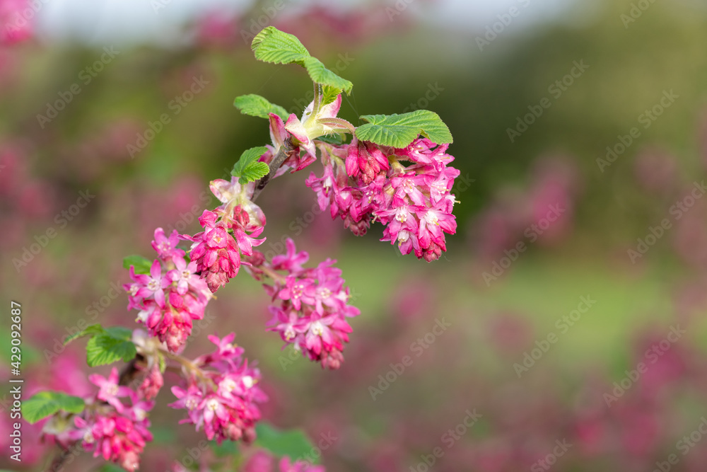 Close up of flowers on a red flowering currant (ribes sanguineum) shrub Close up of flowers on a red flowering currant (ribes sanguineum) shrub