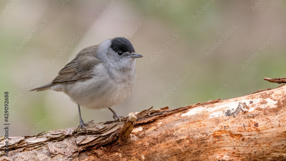 Fototapeta premium bird, natur, wild lebende tiere, spatz, tier, wild, ast, schnabel, baum, gering