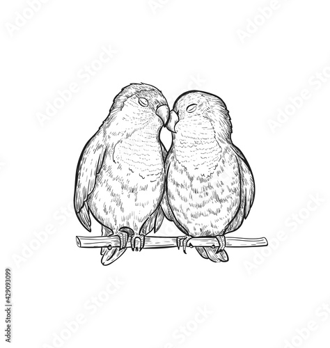Sketch Lovebird parrots vector illustration. Lovebird parrot exotic bird engraving art design.