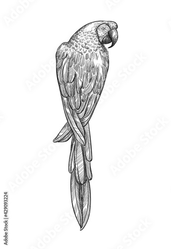 Sketch tropical parrot macaw vector illustration. Ara parrot exotic bird engraving art design. 