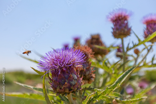 The bee flies to the flower collects nectar and makes honey. Nature.  Пчела летит к цветку собирает нектар и делает мед. Природа.