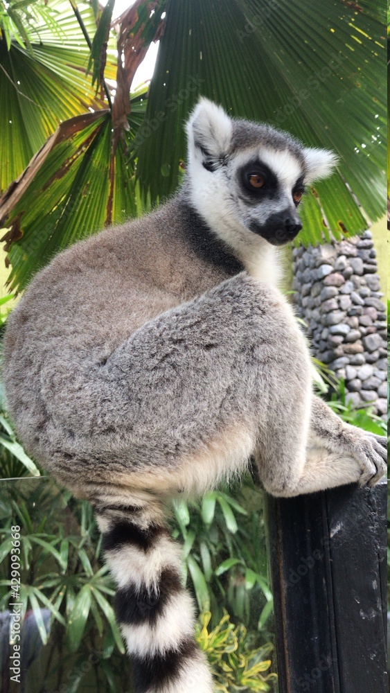 Fototapeta premium lemur on tree