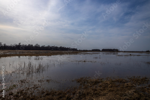 A flooded field on the outskirts of the village, the sky is reflected in the water. Trees and bushes on the horizon. Rural landscape in early spring. High water on the outskirts of the village © Sergei