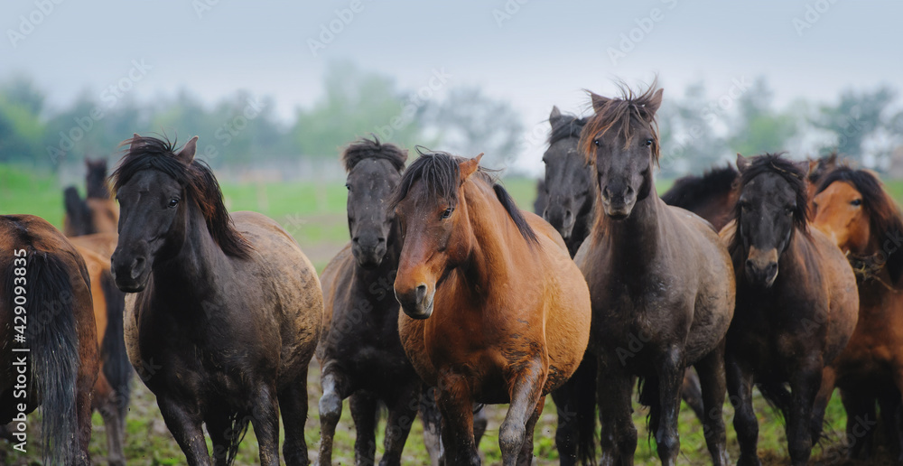 The herd of horses runs in full face freely. Bay horses on a rainy sky background The herd of horses runs in full face freely. Bay horses on a rainy sky background