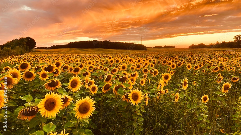Fototapeta premium Sonnenblumenfeld